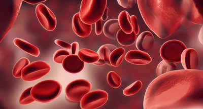 Red Blood Cells Flowing Through A Human Vein