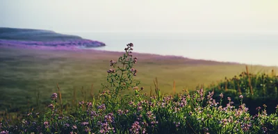 Wildflowers Blooming On A Coastal Cliffside At Sunset