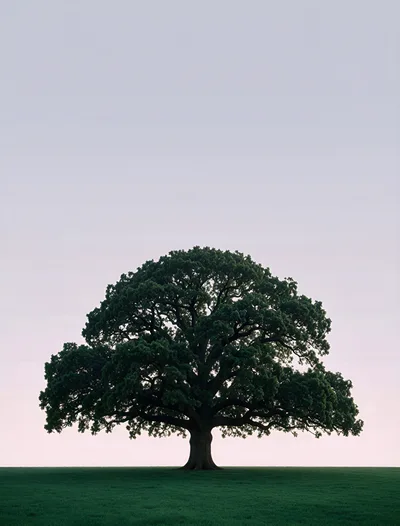 Solitary Majestic Oak Tree In A Grassy Field