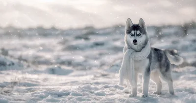 Siberian Husky Wearing A Scarf In Snowy Landscape