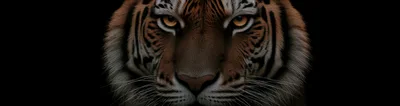 Close Up Portrait Of A Majestic Tiger Face