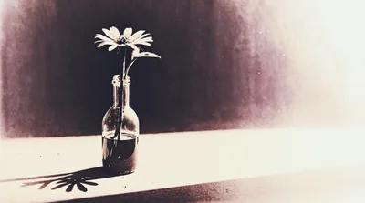 Single Daisy Flower In A Glass Bottle