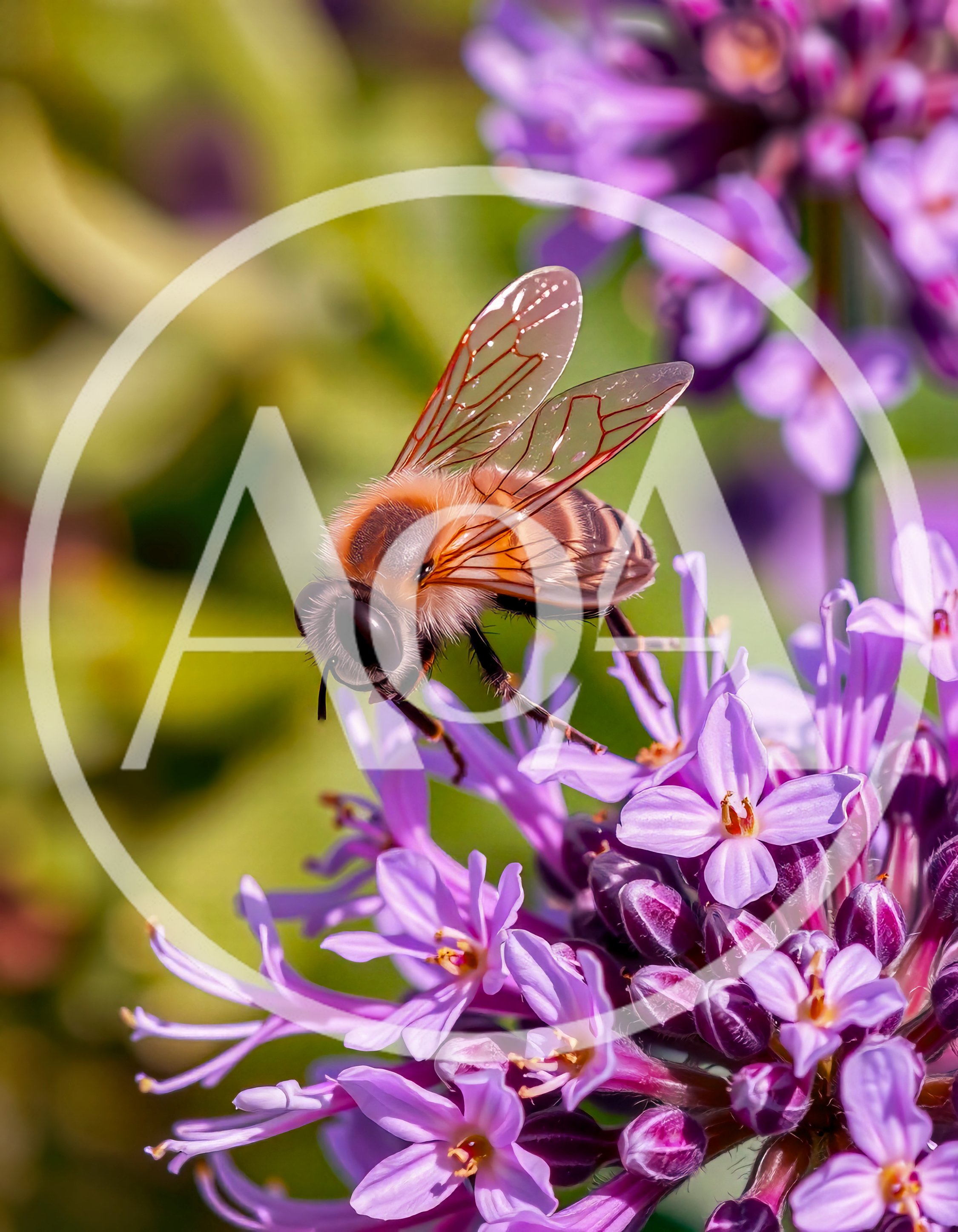 Honey Bee Pollinating Purple Allium Flower