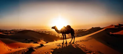 Camel Standing Alone on Desert Sand Dunes at Sunset