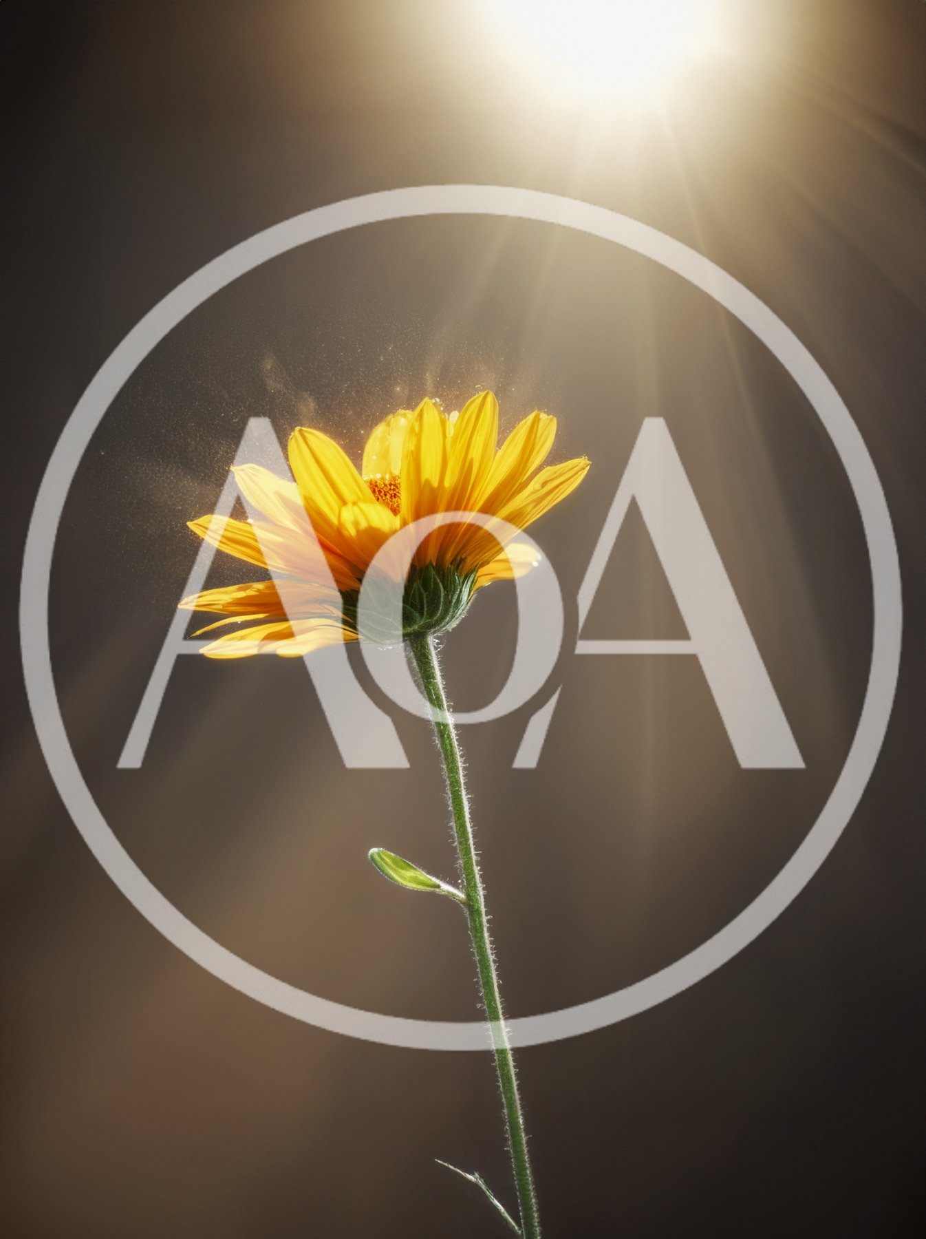 Single Yellow Flower Illuminated By Radiant Sunbeams