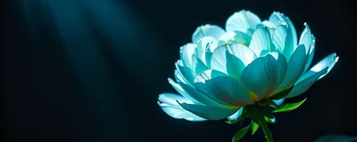 Glowing Cyan Peony Flower Against Dark Background
