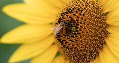Honey Bee Pollinating A Vibrant Sunflower