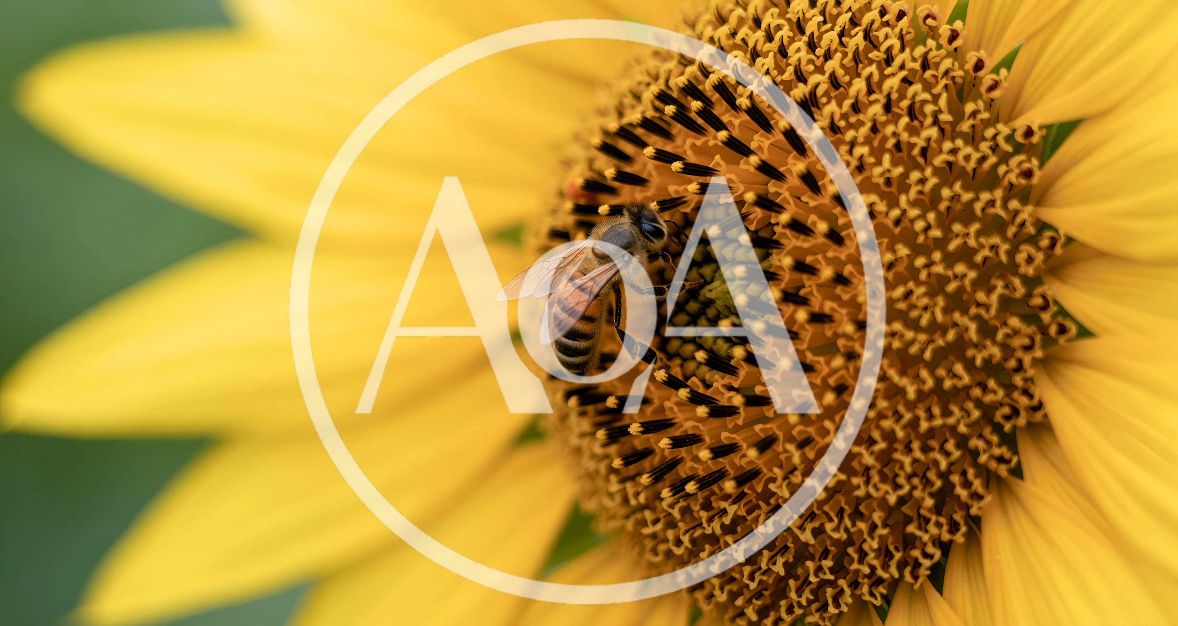 Honey Bee Pollinating A Vibrant Sunflower