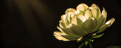 Glowing Peony Flower Against Dark Background