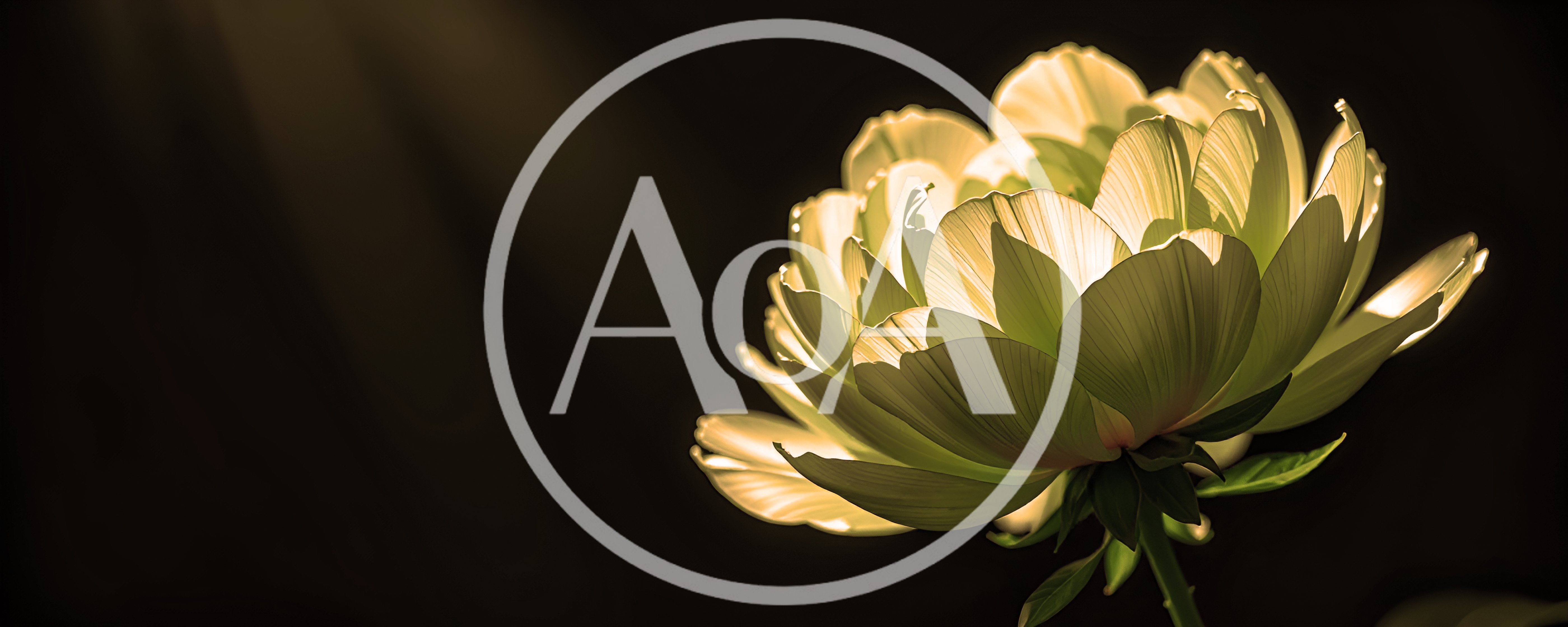 Glowing Peony Flower Against Dark Background