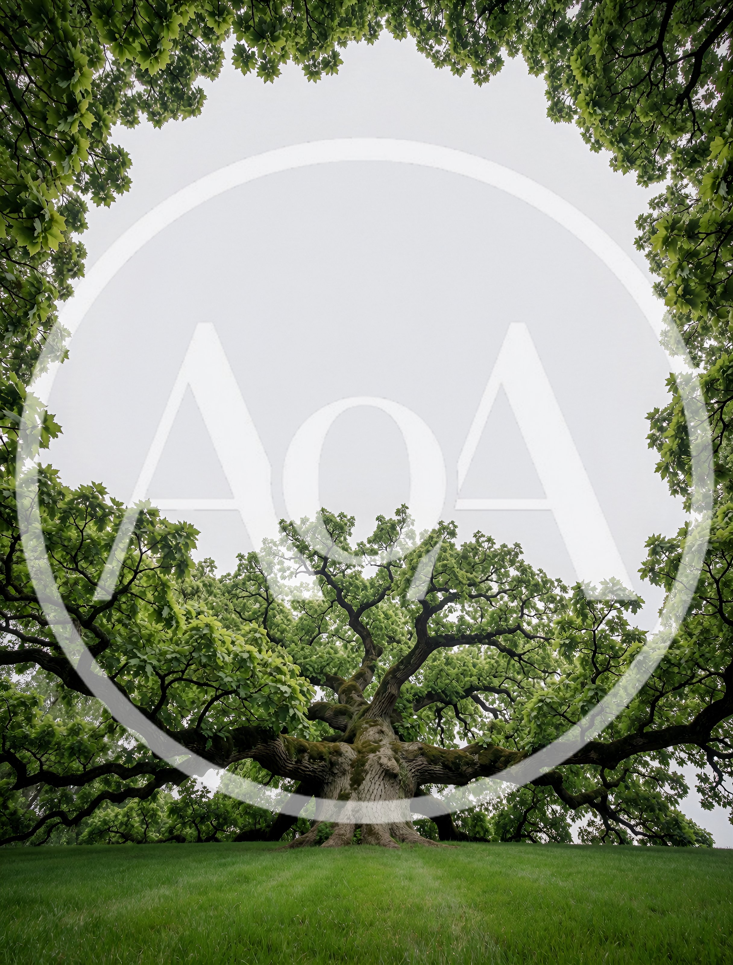 Majestic Ancient Oak Tree In A Grassy Field