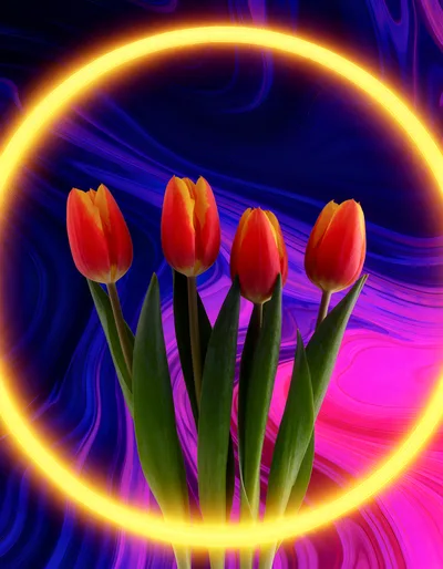 Four Red And Yellow Tulips Inside A Neon Ring