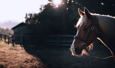 Portrait Of A Horse In A Golden Hour Pasture