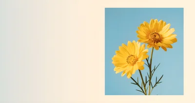 Two Yellow Daisy Flowers Against A Blue Background