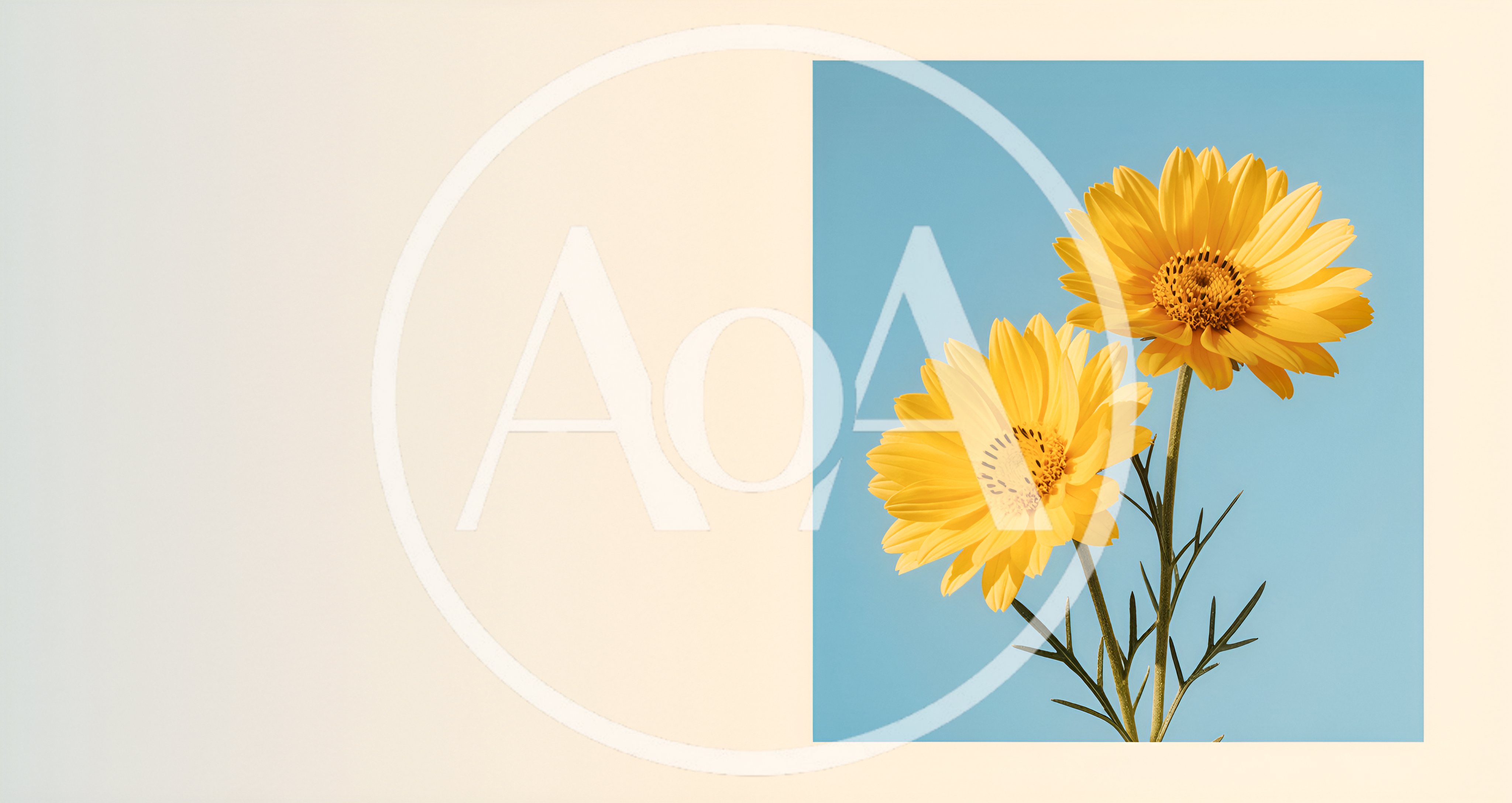 Two Yellow Daisy Flowers Against A Blue Background