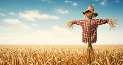 Scarecrow Standing In A Golden Wheat Field