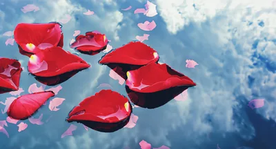 Red Rose Petals Floating On Reflective Water Surface