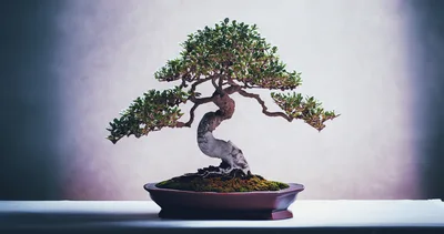 Small Bonsai Tree In A Ceramic Pot