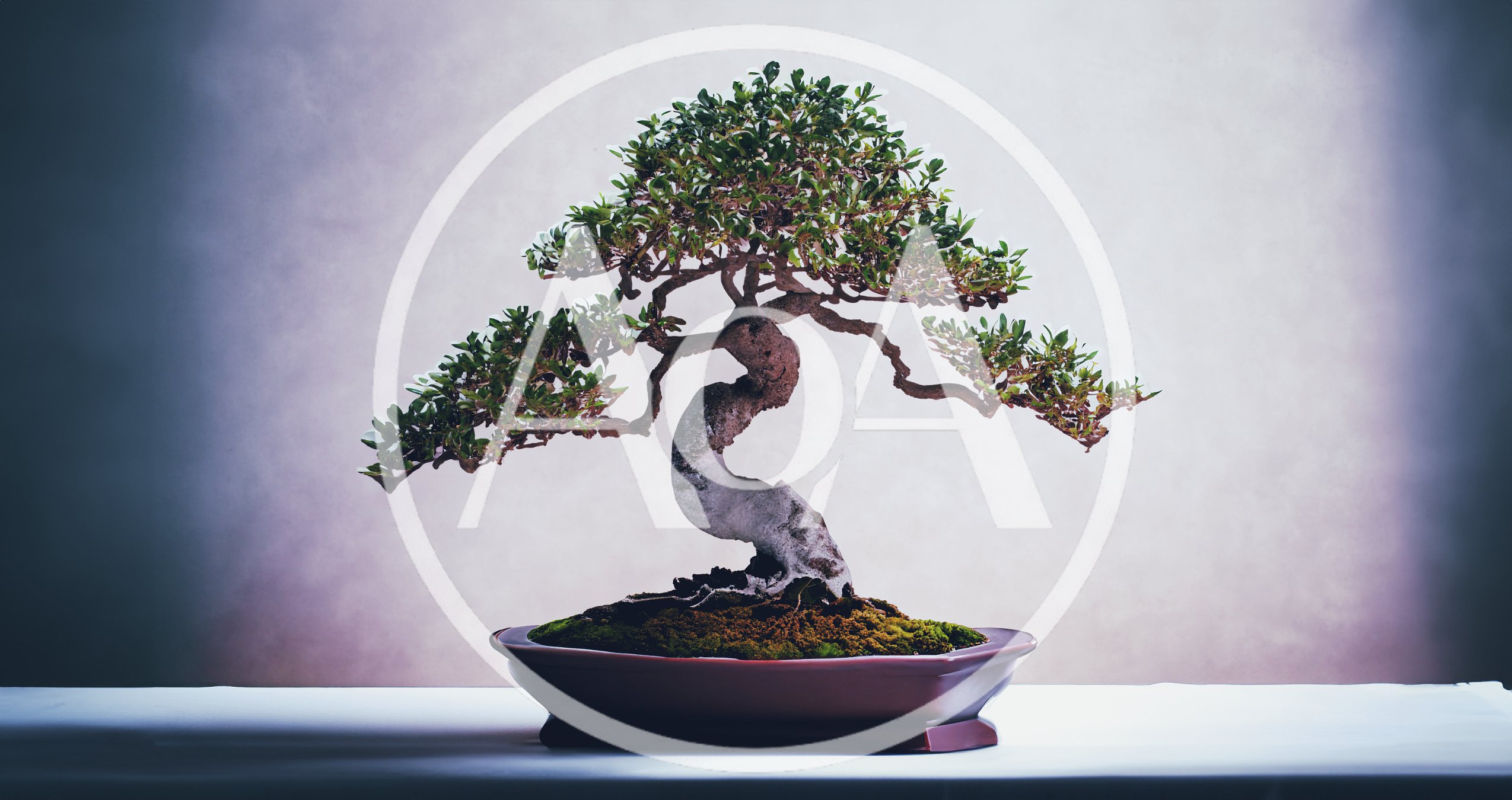 Small Bonsai Tree In A Ceramic Pot
