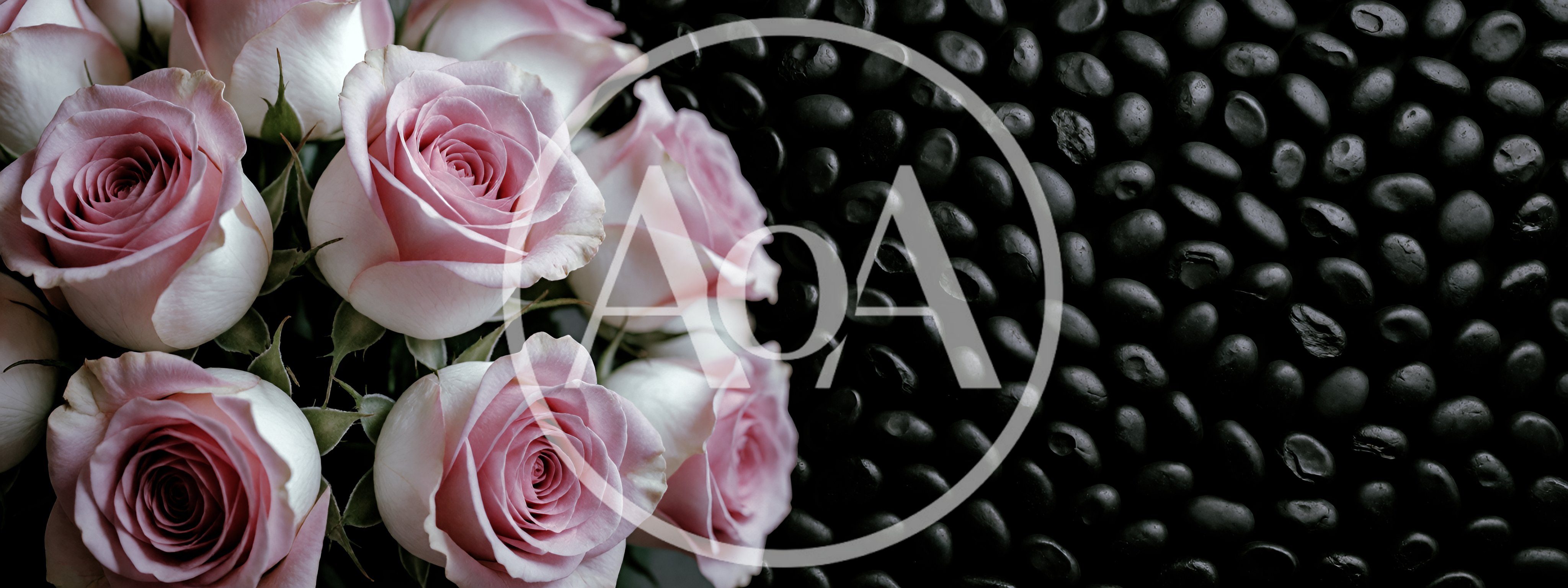 Pink Roses Arranged Beside Black Polished Stones