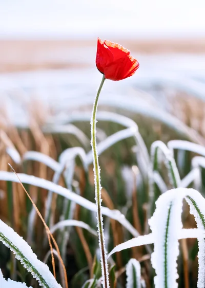 Single Red Poppy Flower Covered In Frost
