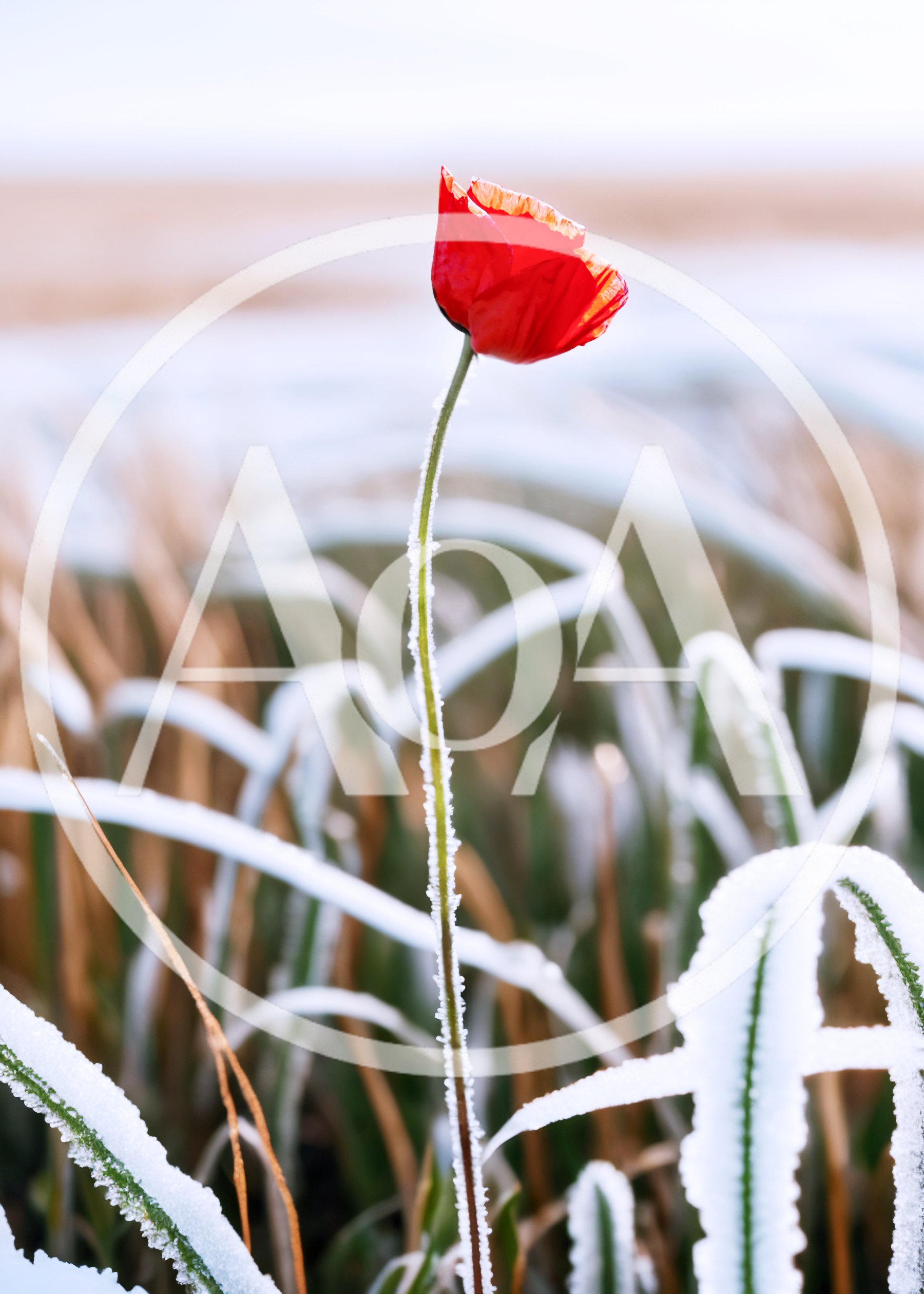 Single Red Poppy Flower Covered In Frost
