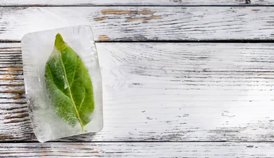 Green Leaf Frozen Inside A Rectangular Ice Block