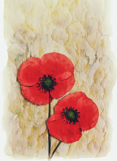 Two Red Poppy Flowers On Textured Paper Background
