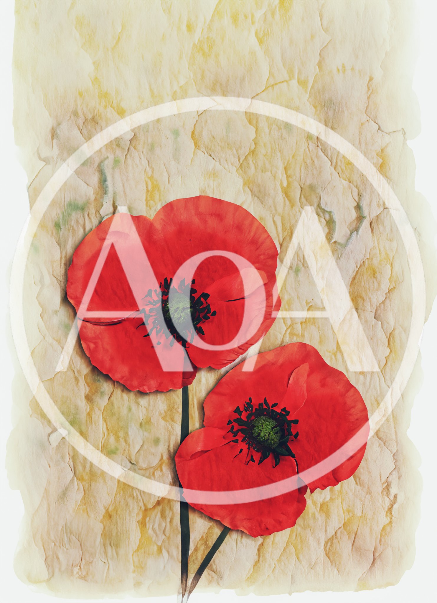 Two Red Poppy Flowers On Textured Paper Background