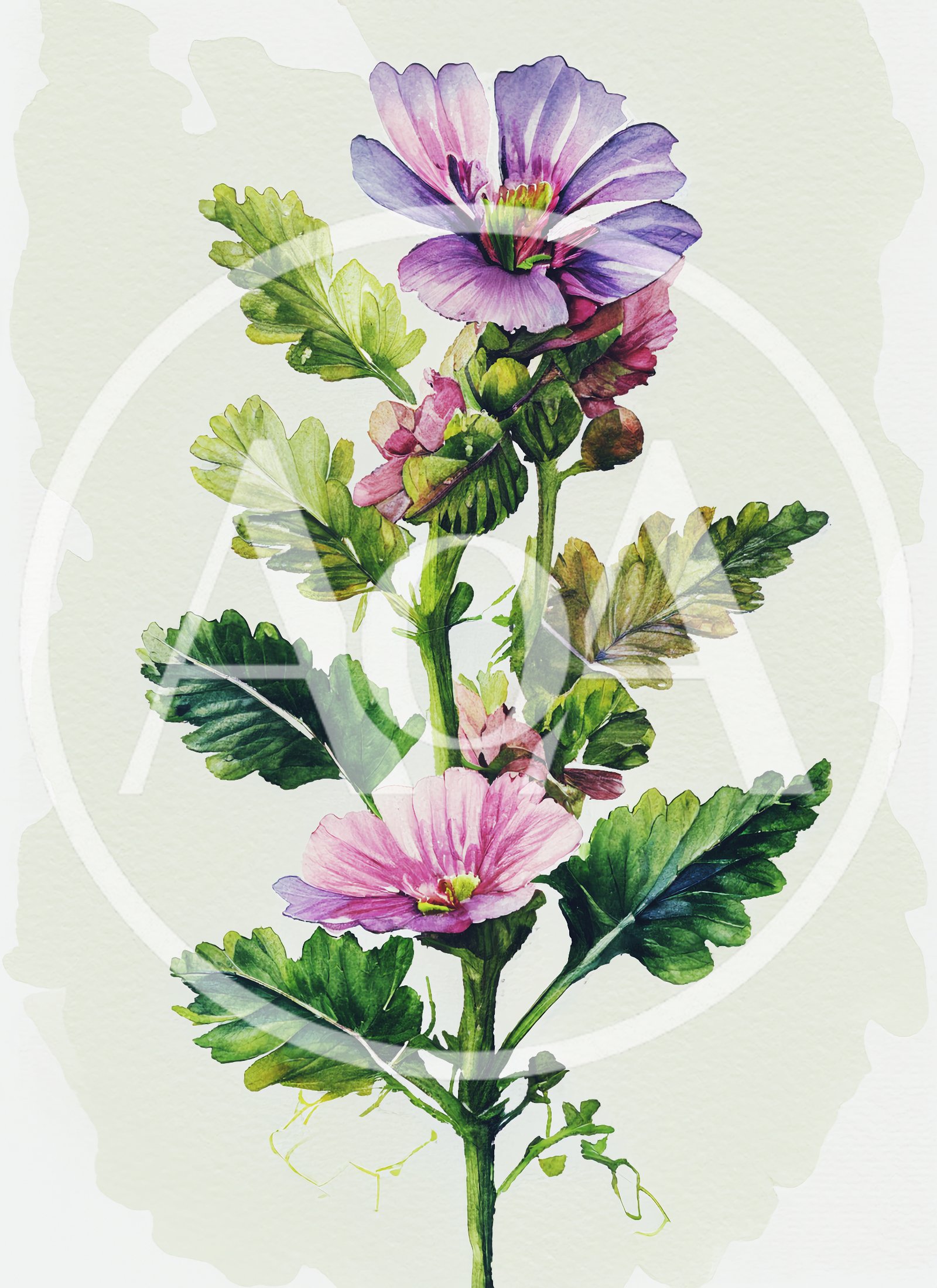 Watercolor Botanical Illustration Of A Mallow Flower