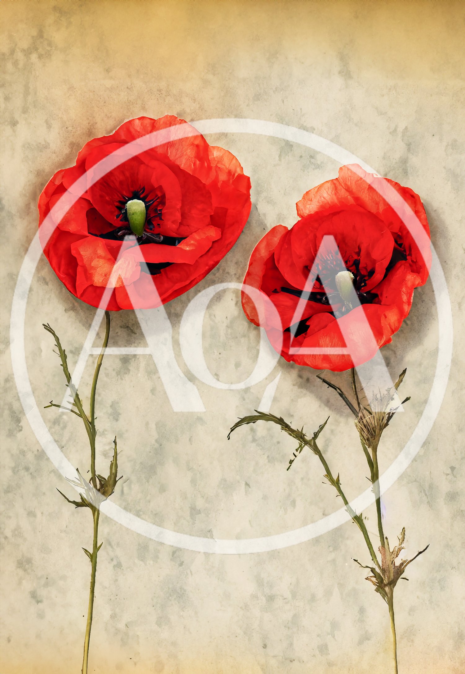 Two Vibrant Red Poppy Flowers on Textured Paper