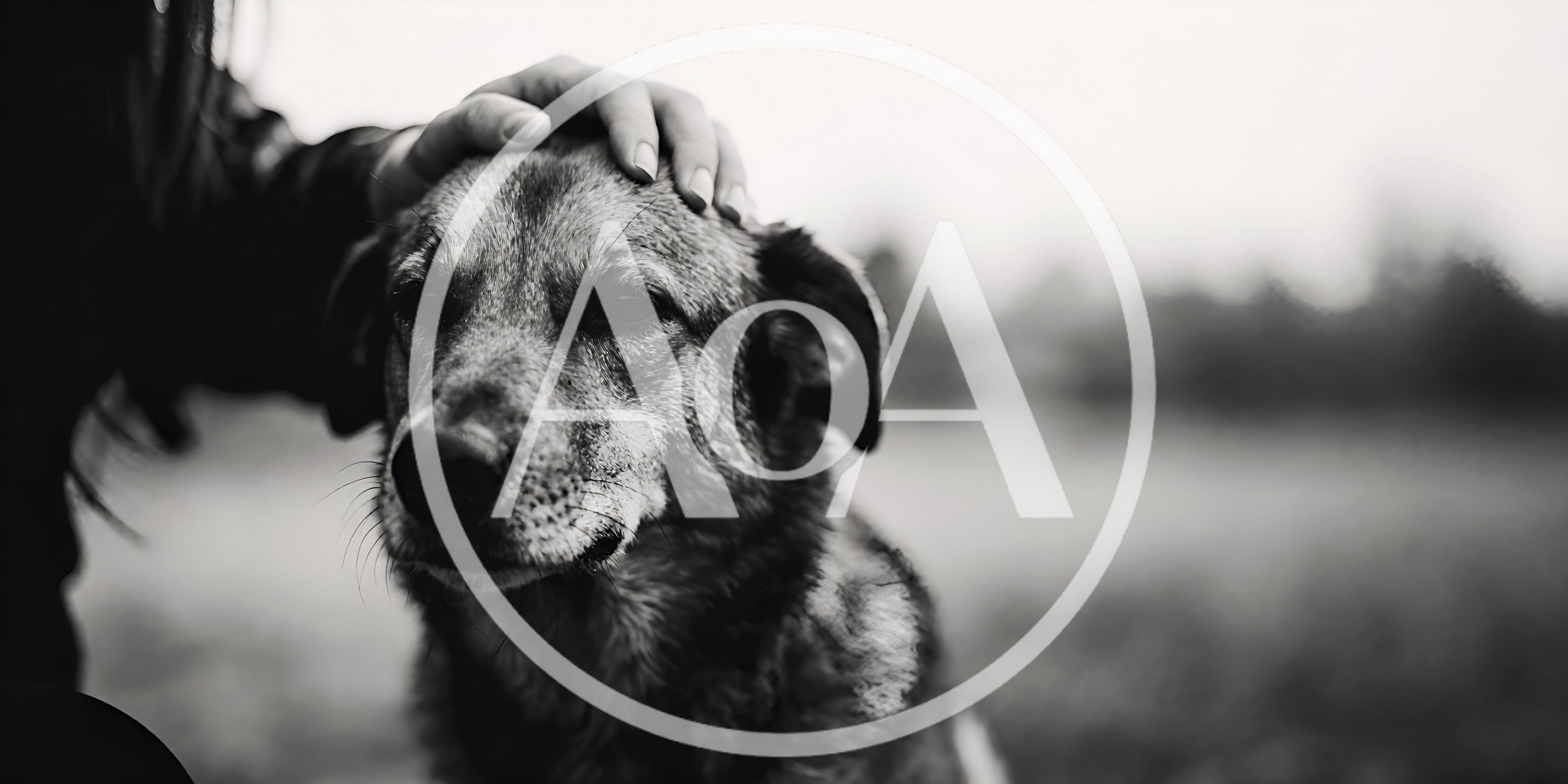 Person Gently Petting A Dog Outdoors