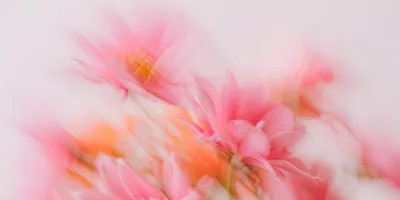 Abstract Impressionist Pink Flowers With Motion Blur