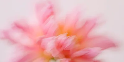 Abstract Soft Focus Pink Flower Petals