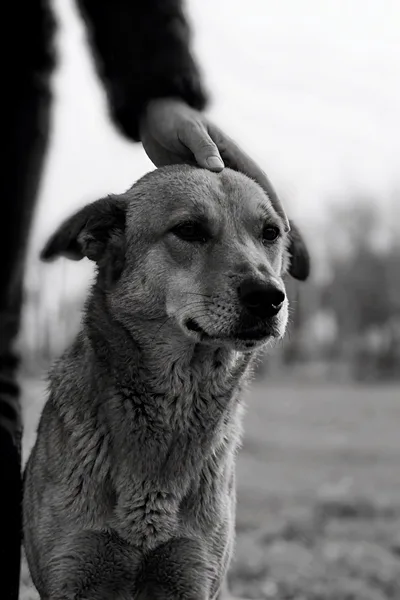 Person Petting A Stray Dog In Black And White