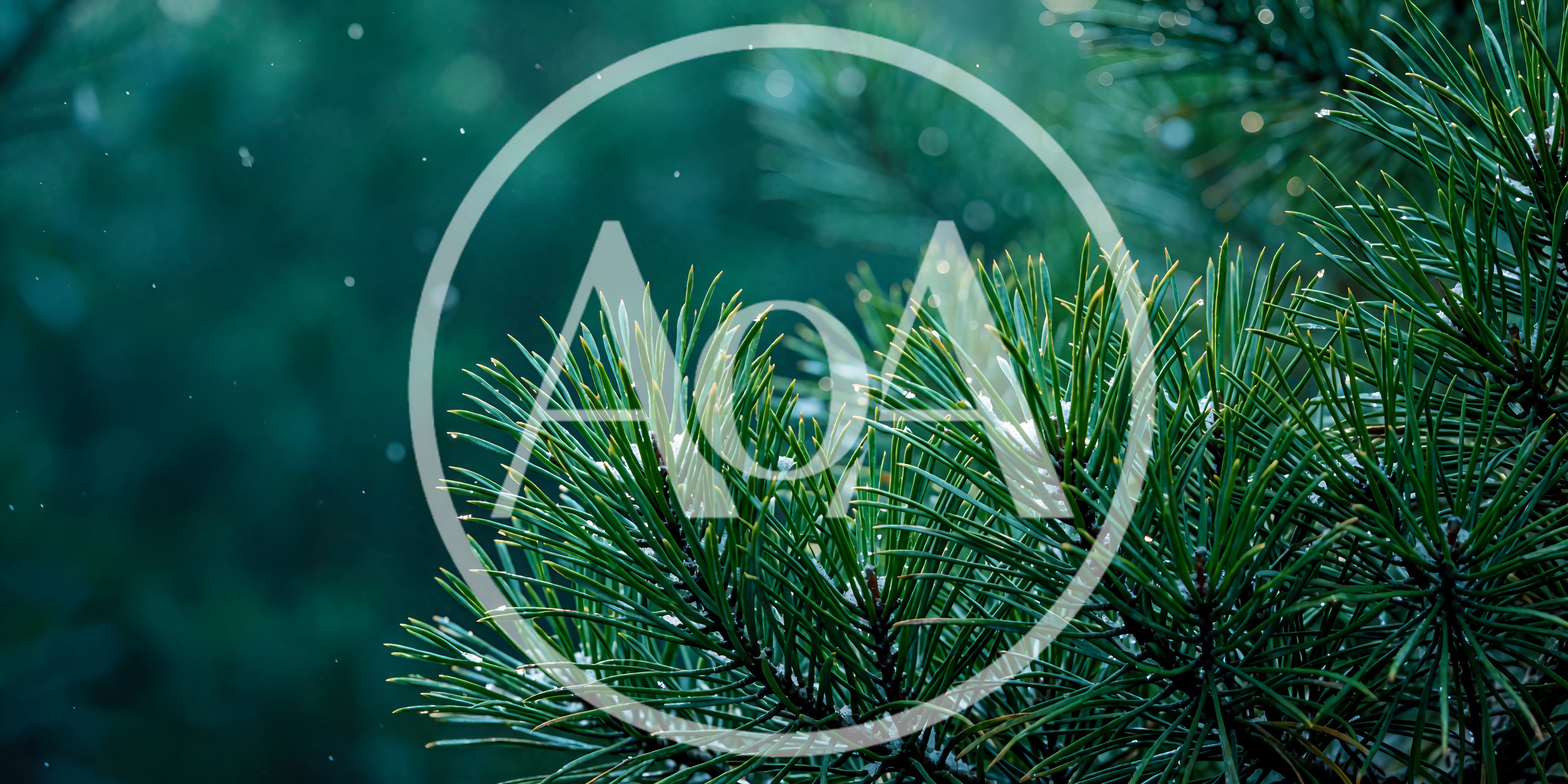 Snowflakes Falling On Pine Tree Needles