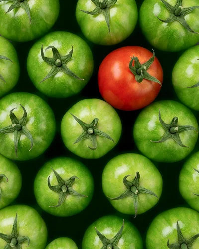 Single Red Tomato Among Many Green Tomatoes