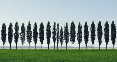 Row Of Tall Poplar Trees In A Green Field