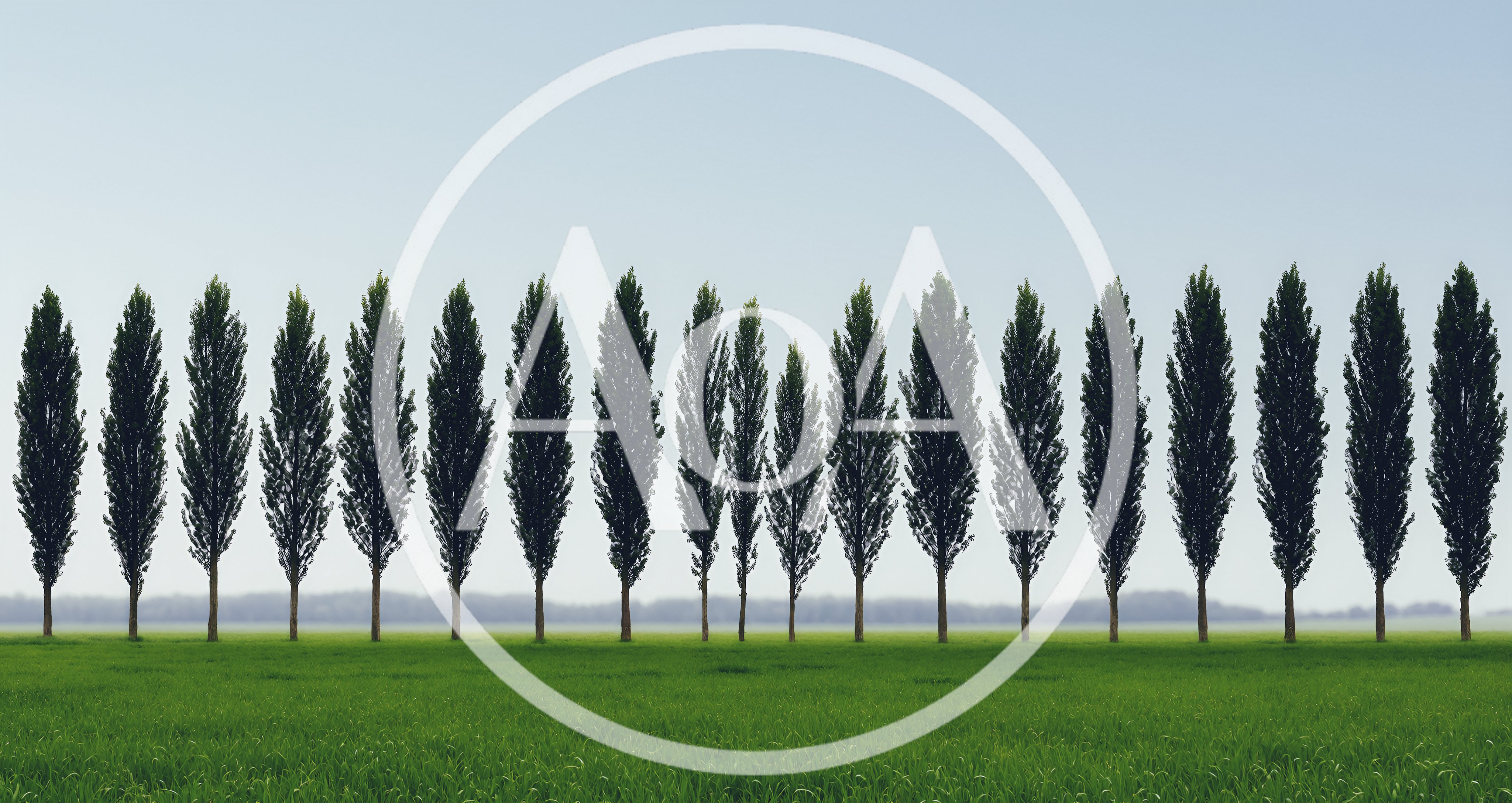Row Of Tall Poplar Trees In A Green Field