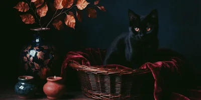 Black Cat Sitting In A Wicker Basket