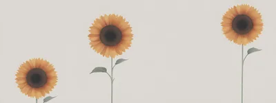 Three Isolated Sunflowers On A Minimalist Light Background