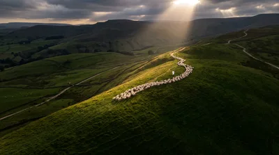 Aerial View Of Sheep Herd Grazing On Green Hill
