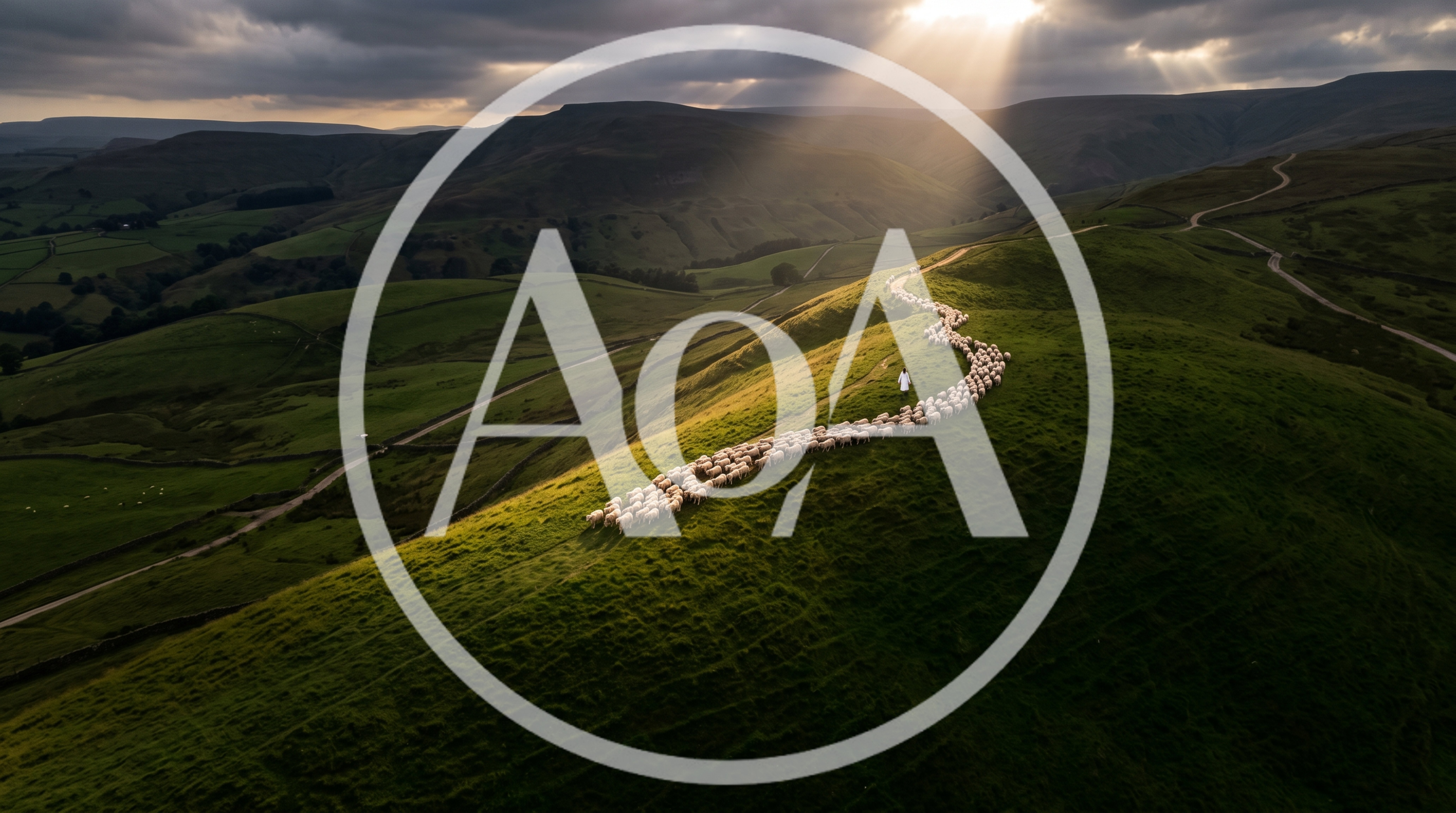 Aerial View Of Sheep Herd Grazing On Green Hill