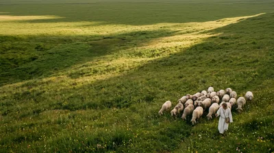 Shepherd Leading A Flock Of Sheep Through Green Pastures