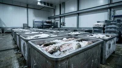 Fresh Fish Packed In Ice In Industrial Storage Containers