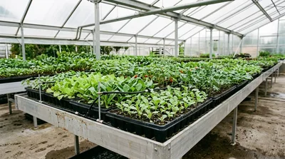 Seedlings Growing In Trays Inside A Commercial Greenhouse