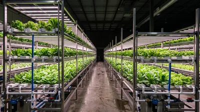 Vertical Farming Facility With Hydroponic Lettuce Racks