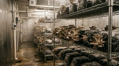Commercial Mushroom Farm Growing Oyster Mushrooms