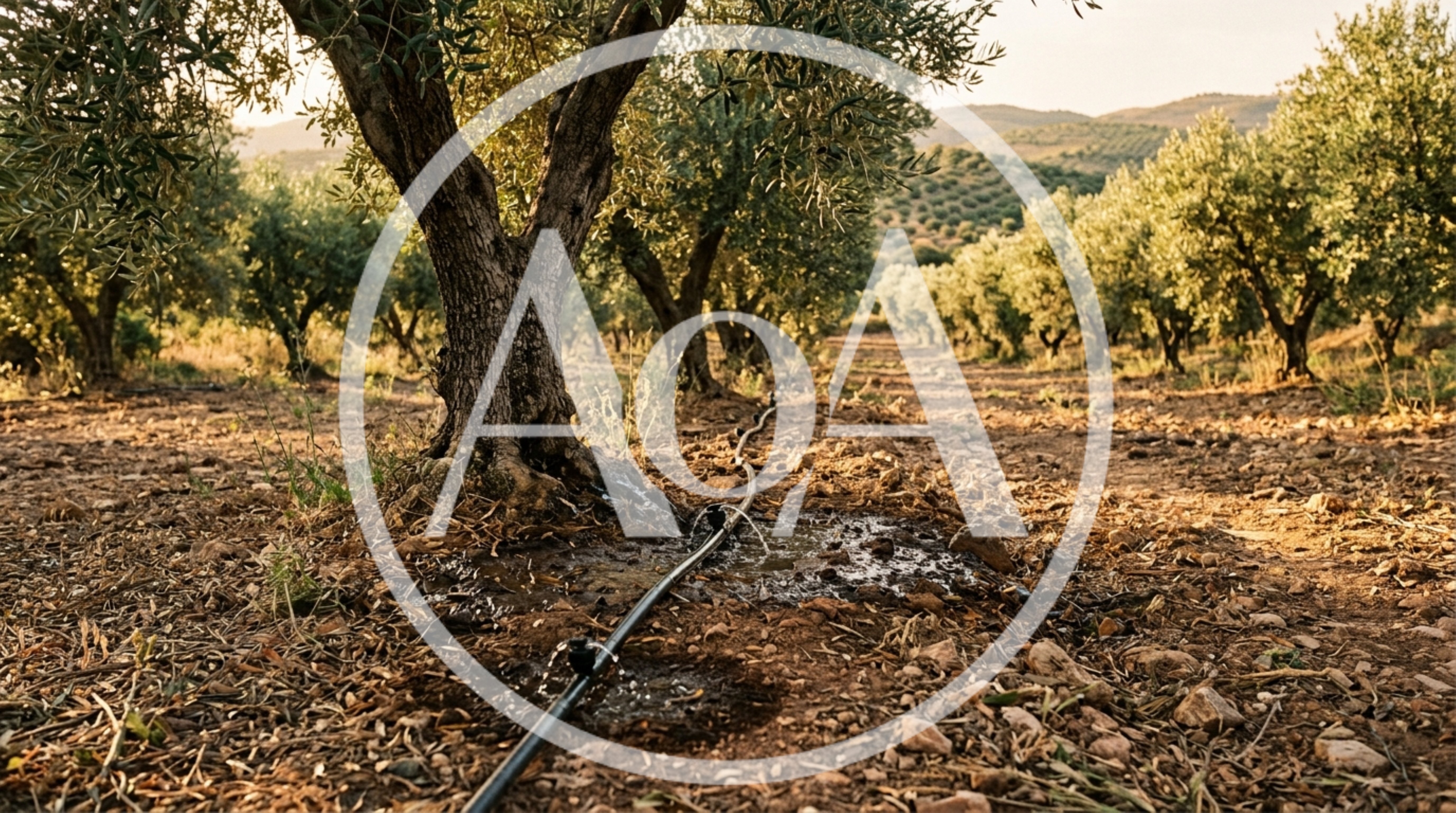 Drip Irrigation System Watering Olive Trees In Orchard