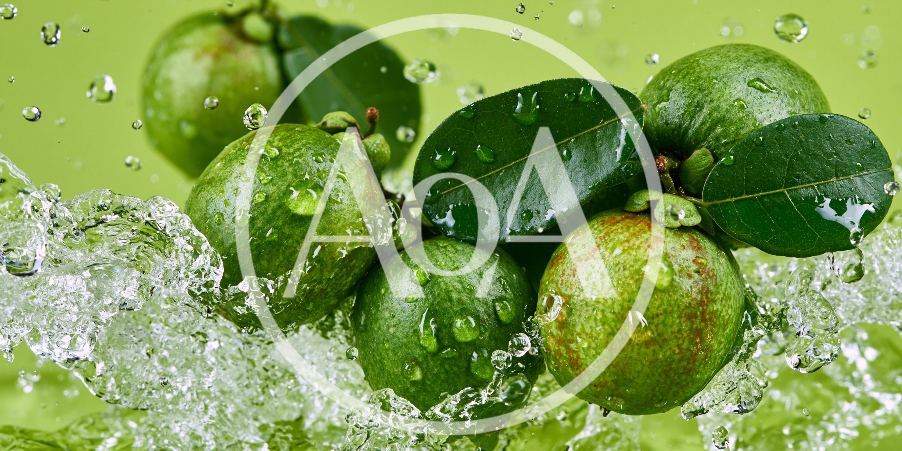 Fresh Guavas Splashing With Water Drops